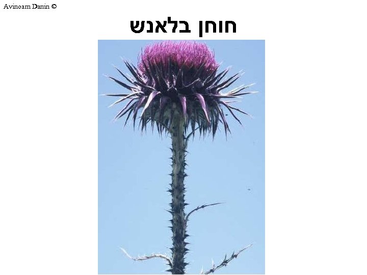Avinoam Danin © חוחן בלאנש 