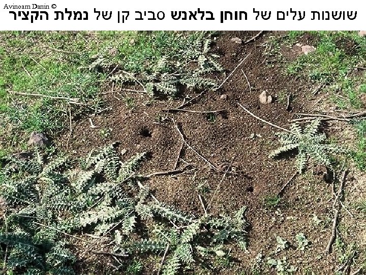  © Avinoam Danin שושנות עלים של חוחן בלאנש סביב קן של נמלת הקציר