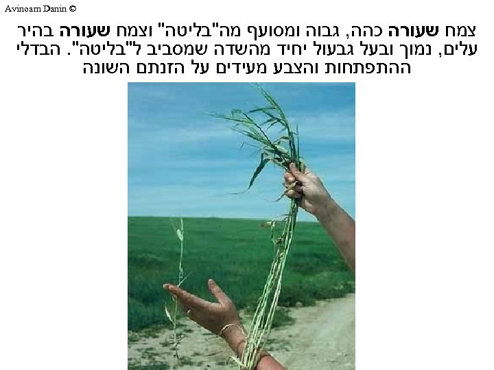  © Avinoam Danin צמח שעורה כהה, גבוה ומסועף מה