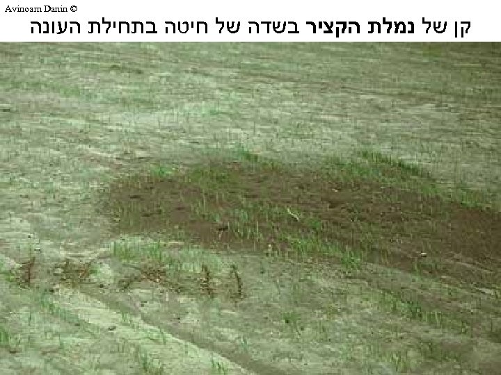  © Avinoam Danin קן של נמלת הקציר בשדה של חיטה בתחילת העונה 