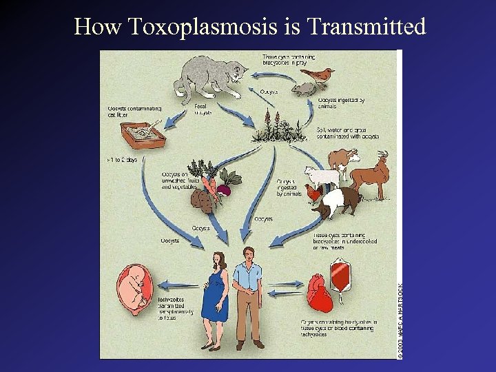 How Toxoplasmosis is Transmitted 