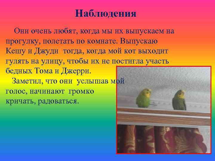 Наблюдения Они очень любят, когда мы их выпускаем на прогулку, полетать по комнате. Выпускаю