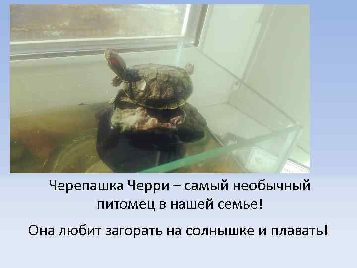 Черепашка Черри – самый необычный питомец в нашей семье! Она любит загорать на солнышке