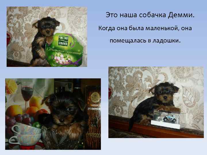 Это наша собачка Демми. Когда она была маленькой, она помещалась в ладошки. 