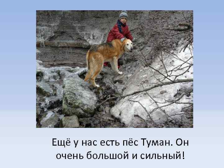 Ещё у нас есть пёс Туман. Он очень большой и сильный! 