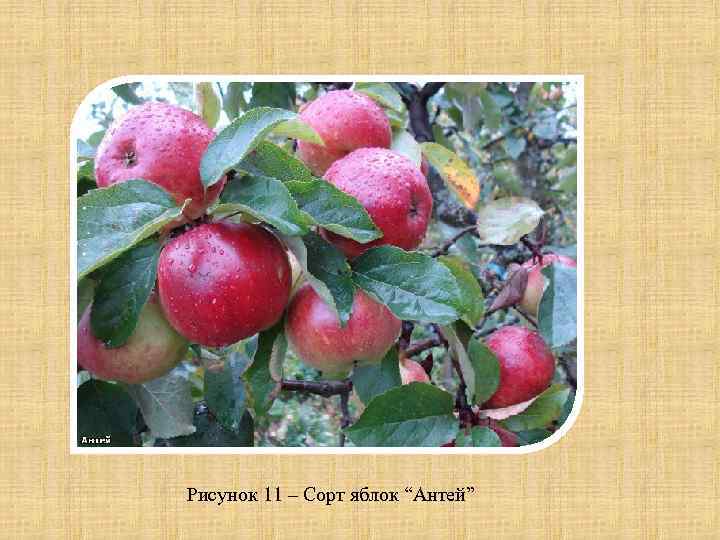 Рисунок 11 – Сорт яблок “Антей” 