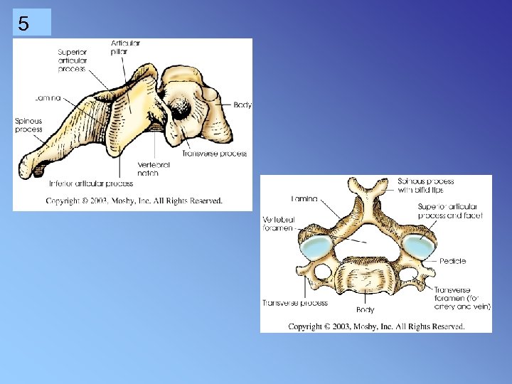 cervical spine