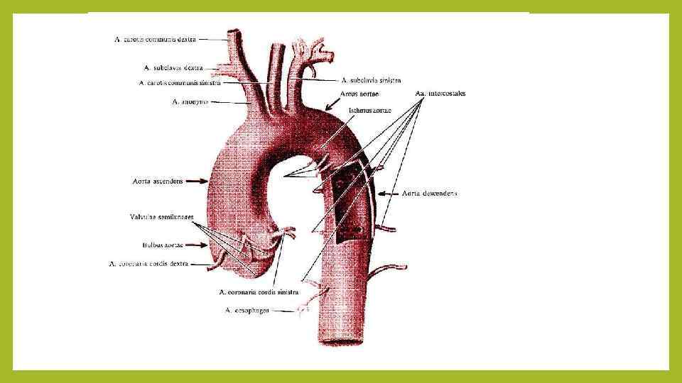Дуга аорты схема