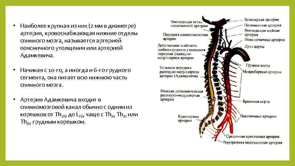 Спинальный кровообращение. Кровоснабжение шейного отдела спинного мозга. Топография артерии Адамкевича. Депрож Готтерона. Аневризма спинномозговой артерии.