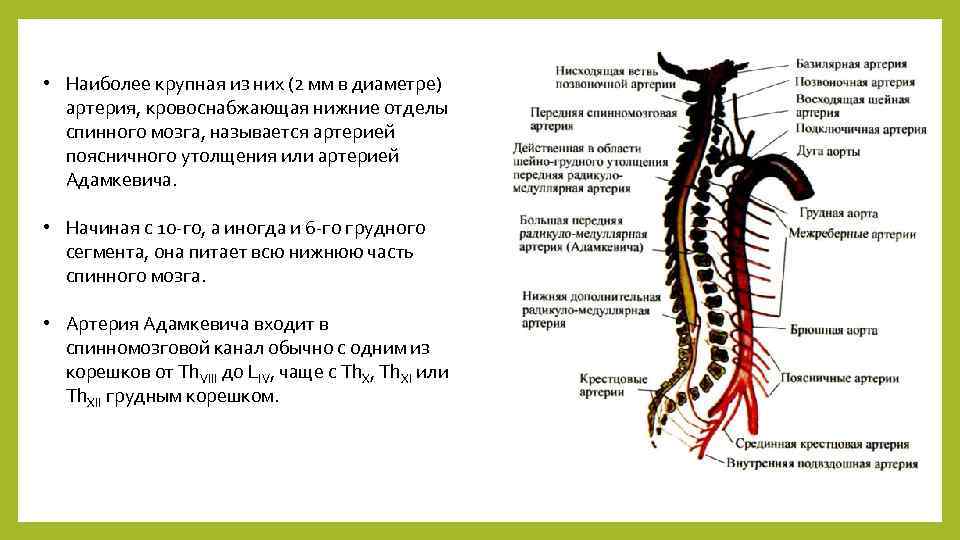  • Наиболее крупная из них (2 мм в диаметре) артерия, кровоснабжающая нижние отделы