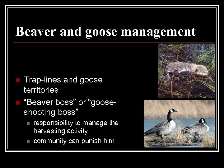 Beaver and goose management n n Trap-lines and goose territories “Beaver boss” or “gooseshooting