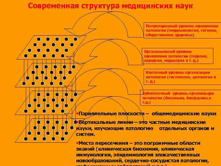 Современная структура медицинских наук Популяционный уровень проявления патологии (эпидемиология, гигиена, общественное здоровье) Организменный уровень