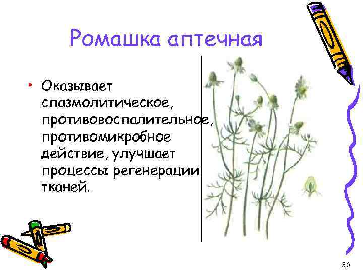 Ромашка аптечная • Оказывает спазмолитическое, противовоспалительное, противомикробное действие, улучшает процессы регенерации тканей. 36 