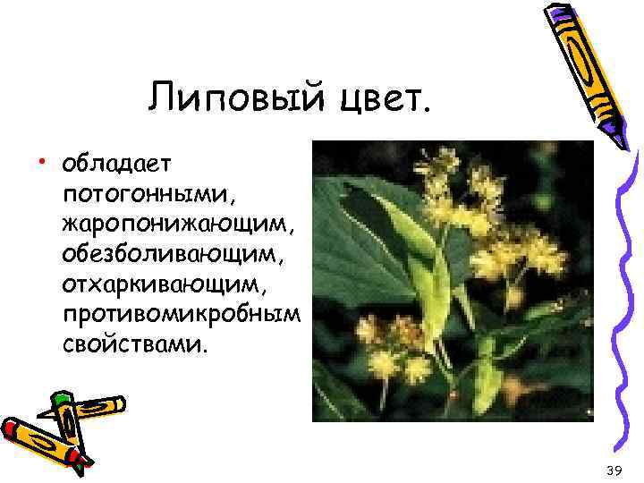 Липовый цвет. • обладает потогонными, жаропонижающим, обезболивающим, отхаркивающим, противомикробным свойствами. 39 