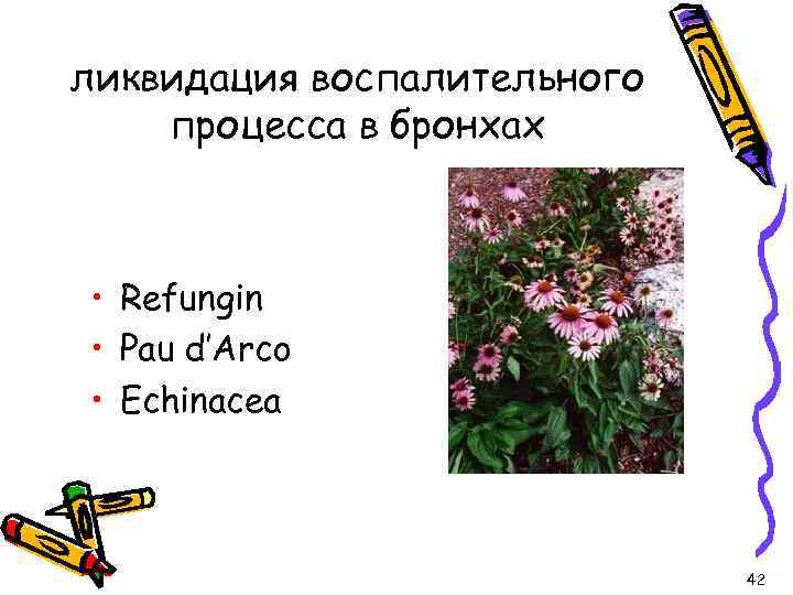 ликвидация воспалительного процесса в бронхах • Refungin • Pau d’Arco • Echinacea 42 