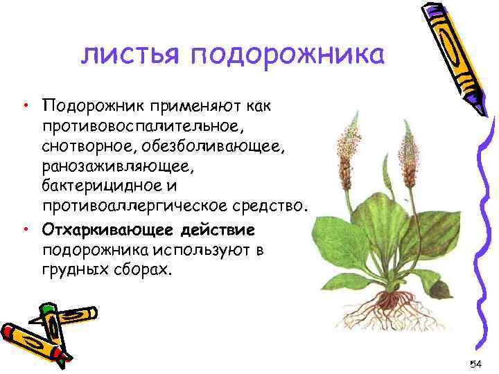 листья подорожника • Подорожник применяют как противовоспалительное, снотворное, обезболивающее, ранозаживляющее, бактерицидное и противоаллергическое средство.