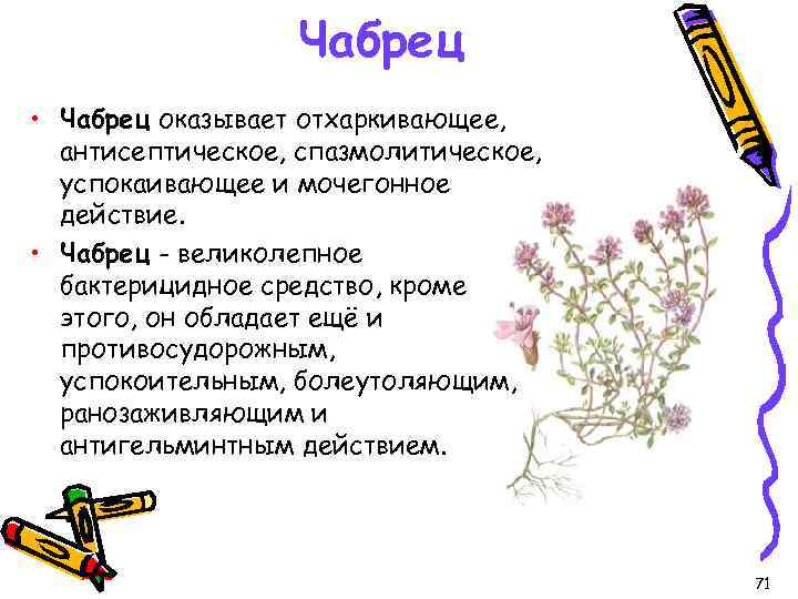 Чабрец • Чабрец оказывает отхаркивающее, антисептическое, спазмолитическое, успокаивающее и мочегонное действие. • Чабрец -