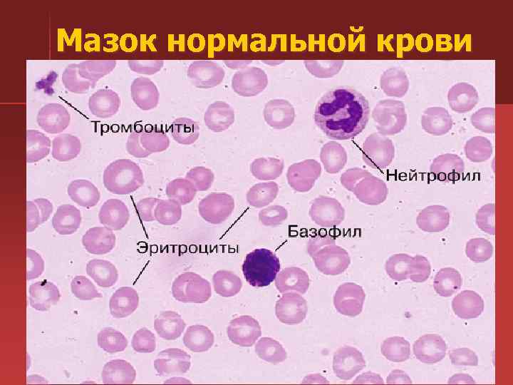 Мазок нормальной крови 