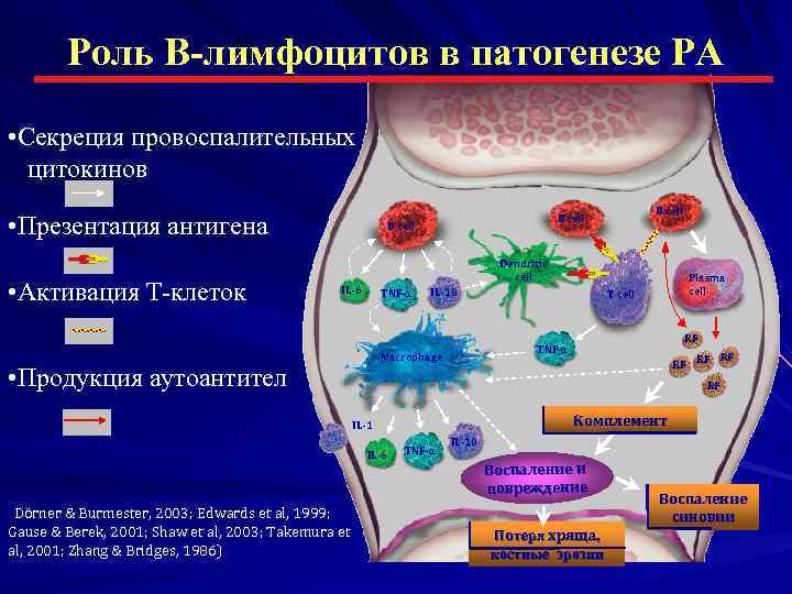 Роль т. Роль цитокинов в активации в лимфоцитов. Лимфоциты и ревматоидный артрит.