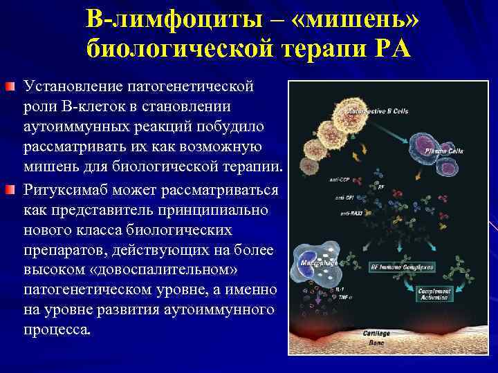 В-лимфоциты – «мишень» биологической терапи РА Установление патогенетической роли В-клеток в становлении аутоиммунных реакций