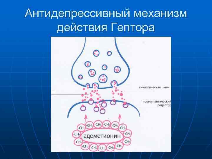 Антидепрессивный механизм действия Гептора 