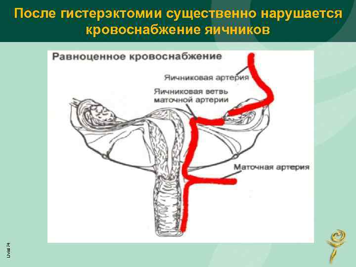 Кровоснабжение матки и яичников схема