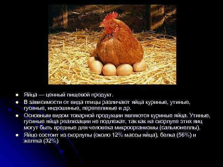 l l Яйца — ценный пищевой продукт. В зависимости от вида птицы различают яйца