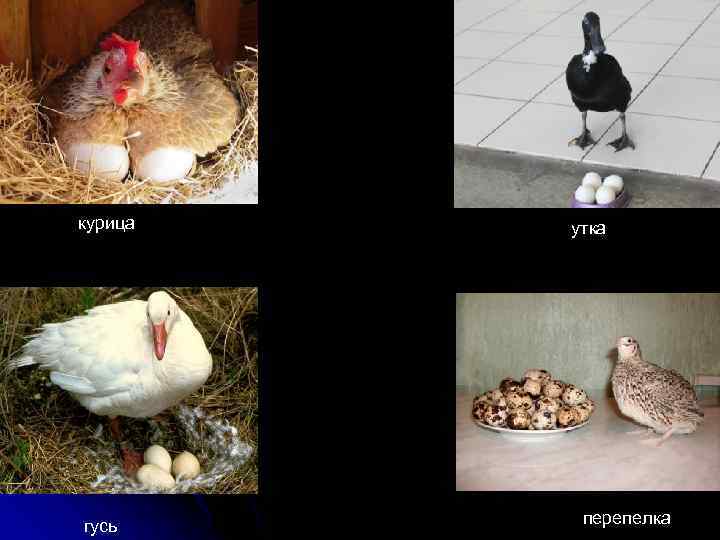 курица гусь утка перепелка 