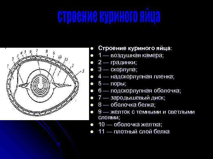 Строение куриного. Строение яйца надскорлупная пленка. Строение куриного яйца таблица. Строение яйца курицы воздушная камера. Функции подскорлупной оболочки в яйце.