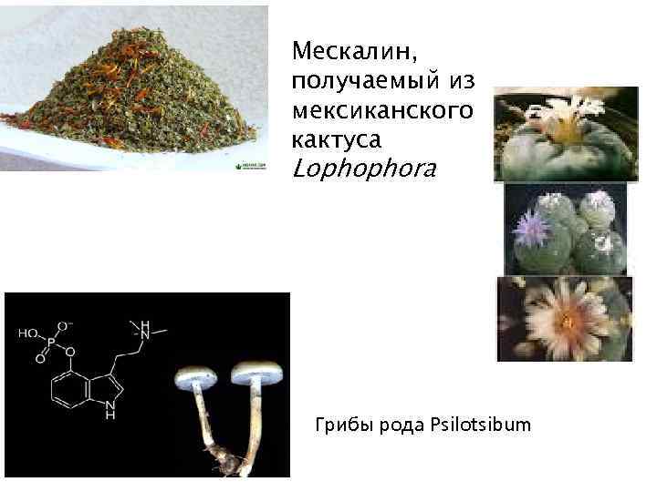 Мескалин, получаемый из мексиканского кактуса Lophophora Грибы рода Psilotsibum 