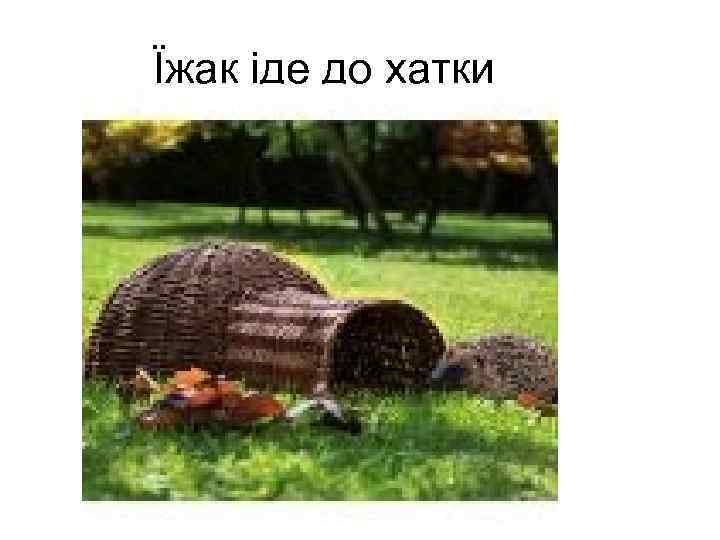 Їжак іде до хатки 