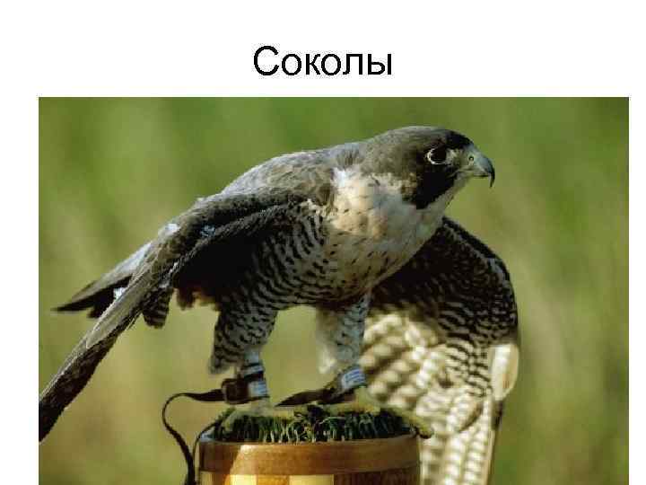 Соколы 