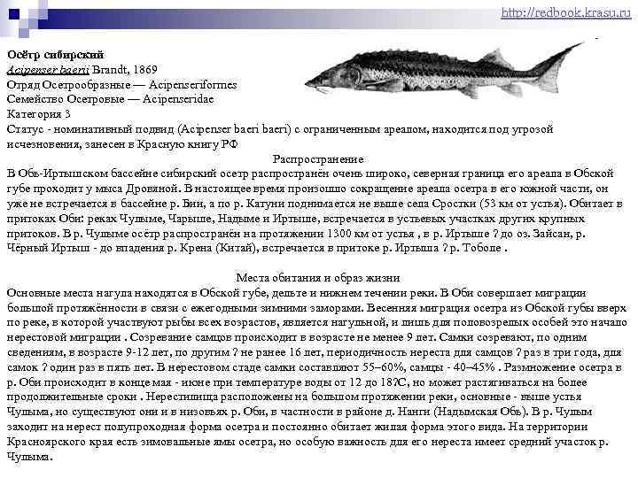 http: //redbook. krasu. ru Осётр сибирский Acipenser baerii Brandt, 1869 Отряд Осетрообразные — Acipenseriformes
