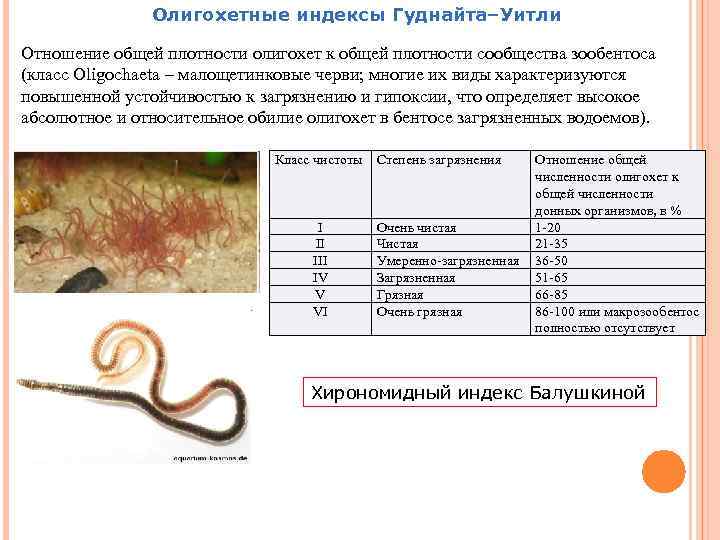 Олигохетные индексы Гуднайта–Уитли Отношение общей плотности олигохет к общей плотности сообщества зообентоса (класс Oligochaeta
