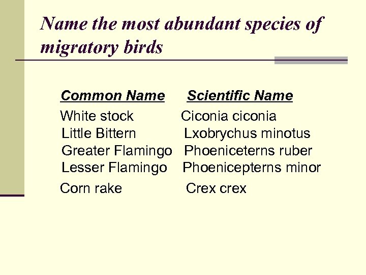 Name the most abundant species of migratory birds Common Name Scientific Name White stock