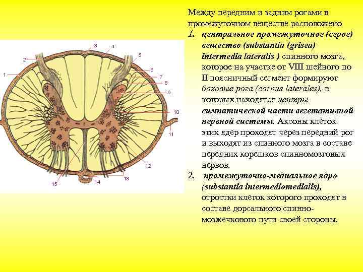 Задний рог мозга