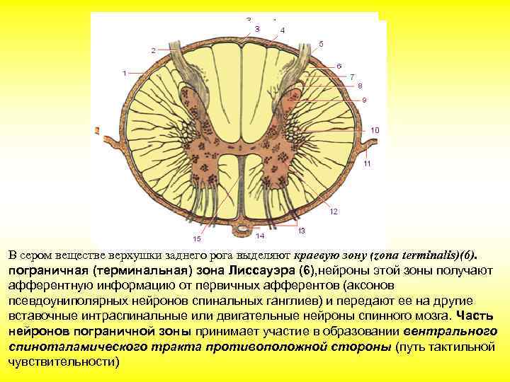 В сером веществе верхушки заднего рога выделяют краевую зону (zona terminalis)(6). пограничная (терминальная) зона