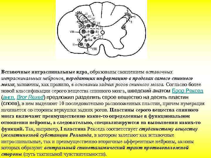 Содержит вставочные нейроны