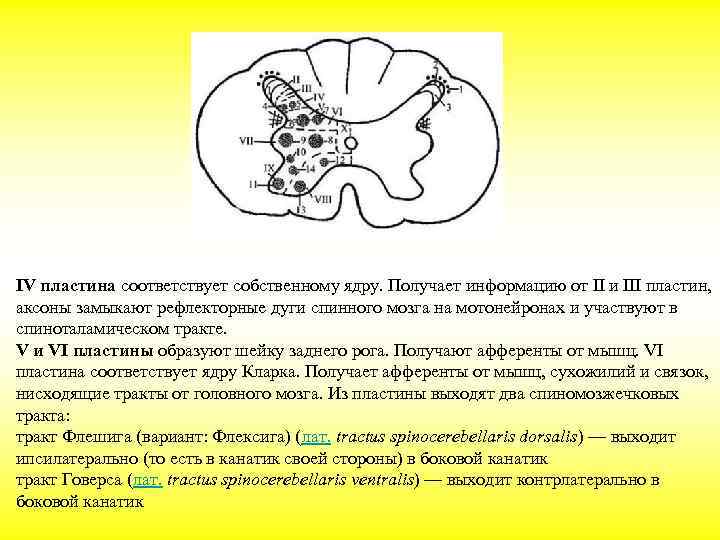 Пластины Рекседа и ядра спинного мозга. Ядра заднего рога спинного мозга. Аксон образует серое вещество