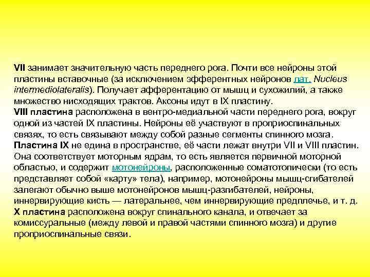 VII занимает значительную часть переднего рога. Почти все нейроны этой пластины вставочные (за исключением