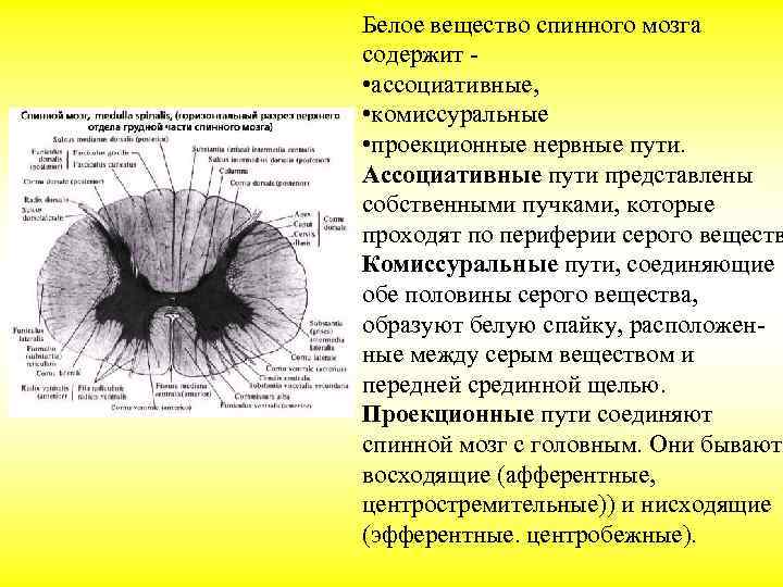 Схема спинного мозга