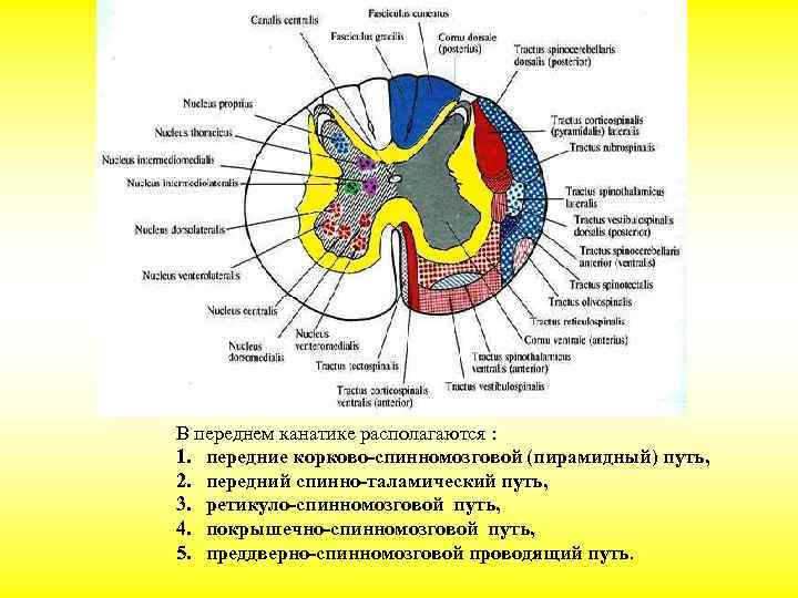 Ядра спинного мозга. Проводящие пути в передних канатиках спинного мозга. Схема собственного аппарата спинного мозга. Что такое задние канатики в строении спинного мозга. Проводящие пути заднего канатика спинного мозга.