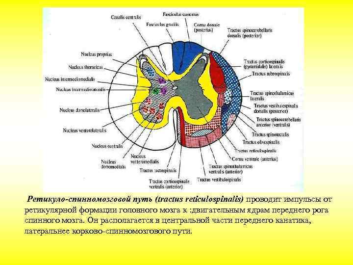 Что обозначено на рисунке буквой а серое вещество белое вещество нервной узел корешок спинного мозга