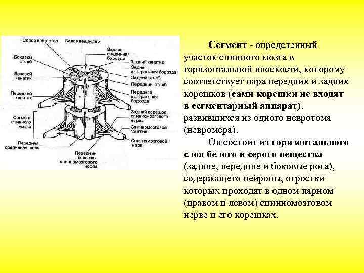 Схема формирования спинномозгового нерва