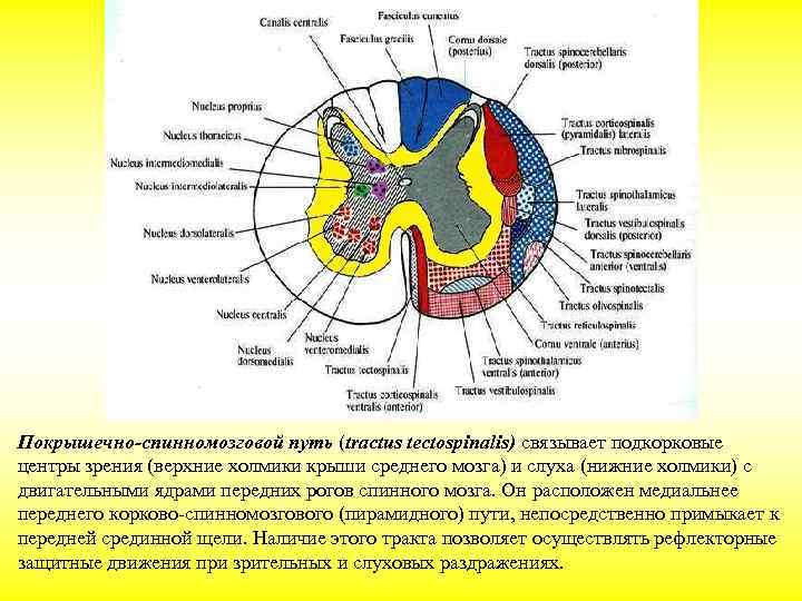 Оливо спинномозговой путь схема