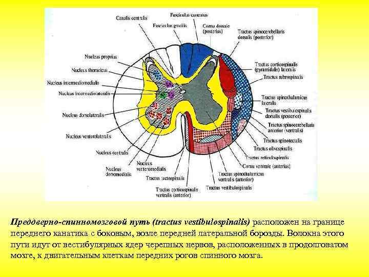Преддверно-спинномозговой путь (tractus vestibulospinalis) расположен на границе переднего канатика с боковым, возле передней латеральной