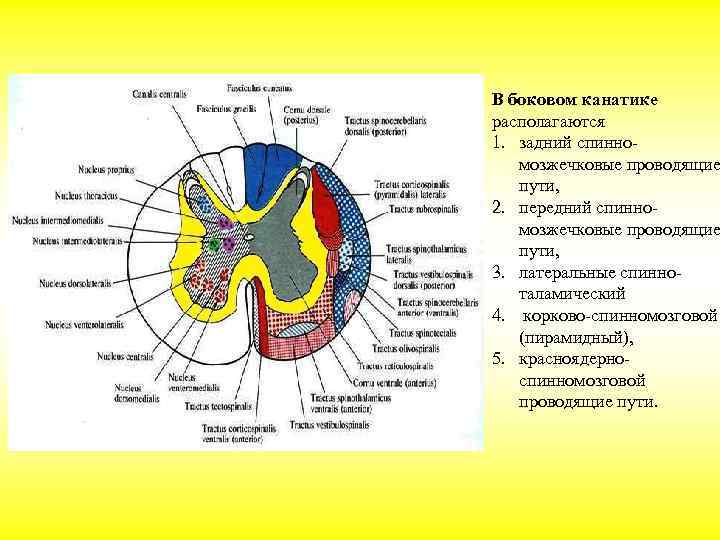 Канатики мозга. Латеральное промежуточное вещество спинного мозга. В передних канатиках белого вещества спинного мозга располагаются. Передний канатик спинного мозга расположен. Задние канатики белого вещества спинного мозга проводят.