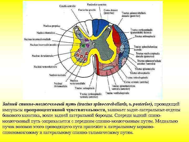 Задний спинно-мозжечковый путь (tractus spinocerebellaris, s. posterior), проводящий импульсы проприоцептивной чувствительности, занимает задне-латеральные отделы