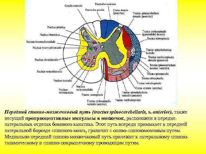 Передний спинно-мозжечковый путь (tractus spinocerebellaris, s. anterior), также несущий проприоцептивные импульсы в мозжечок, расположен