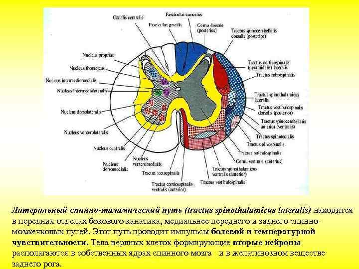 Латеральный спинно-таламический путь (tractus spinothalamicus lateralis) находится в передних отделах бокового канатика, медиальнее переднего